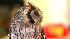 Choliba-Kreischeule (01).jpg